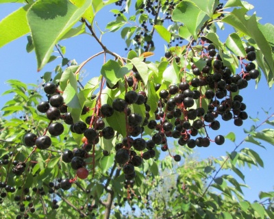 Черемуха "Чайка"