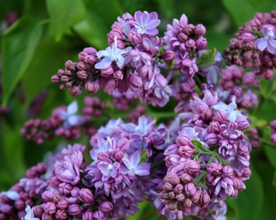 Сирень "Принцесса Стурдза"