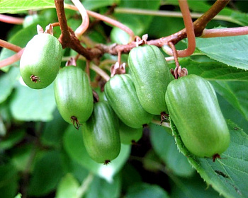 Актинидия Коломикта "Сентябрьская" (двудомная)