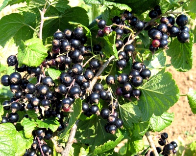 Смородина "Лентяй"