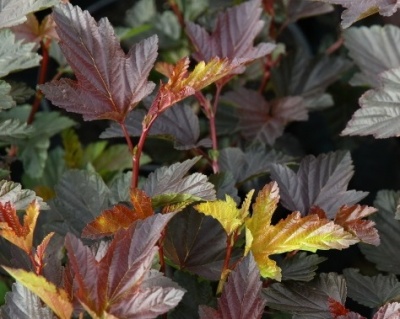 Пузыреплодник "Шух" (Schuch)