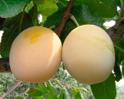 Слива "Ренклод"