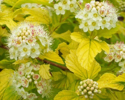 Пузыреплодник "Дартс Голд" (Dart’s Gold)