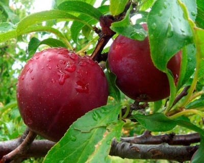 СВГ "Бета" (сливово-вишневый гибрид)