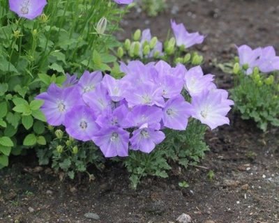 Колокольчик карпатский "Блю Клипс"