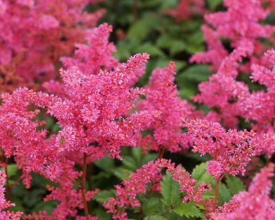 Астильба японская "Бремен"