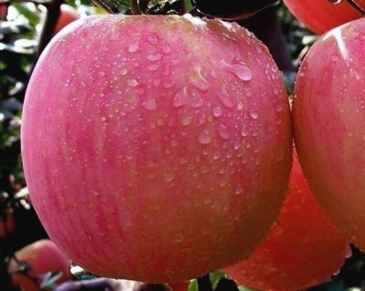 Яблоня "Розовый налив"