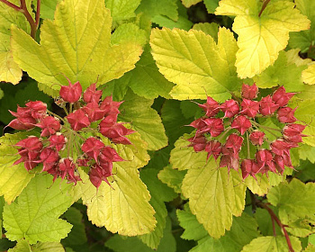 Пузыреплодник "Дартс Голд" (Dart’s Gold)