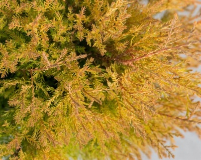 Туя западная "Рейнголд"