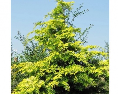 Кипарисовик Нутканский "Ауреа"