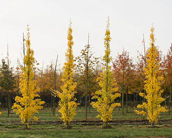 Гинкго билоба "Тит"