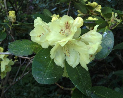 Рододендрон "Голдкрон"