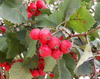 Боярышник крупноплодный "Бусинг"