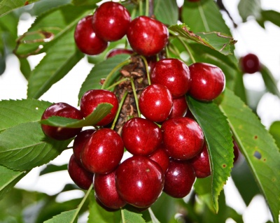 Черешня колоновидная "Хелена"