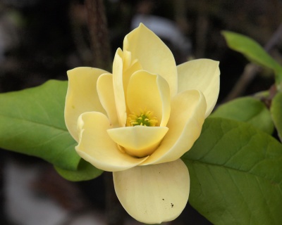 Магнолия "Хоней Тулип"