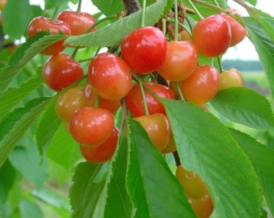 Черешня Красавица"