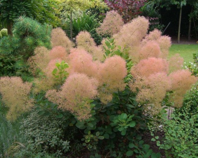 Скумпия "Янг Леди" (Young Lady)