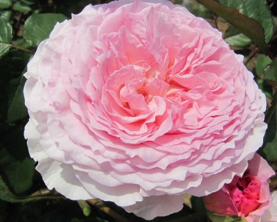 Пионовидная Роза «Джеймс Гелвей»