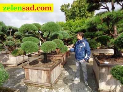 Бонсай из черной сосны