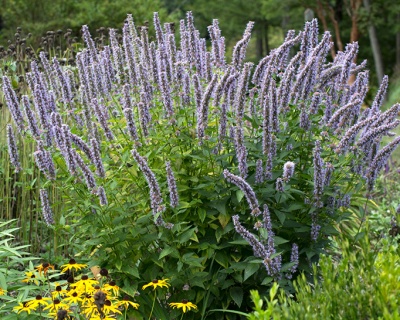 Многоколосник "Блек Эддер"