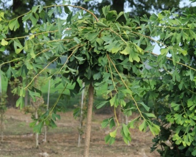 Гинкго билоба "Пендула" (штамбовая форма)