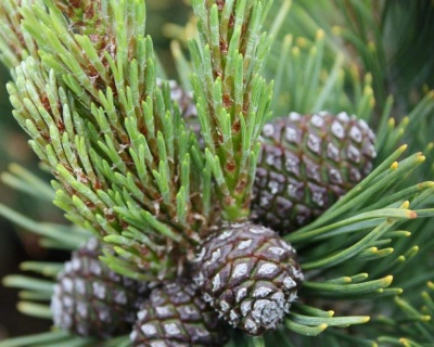 Сосна горная "Пол Малетер"