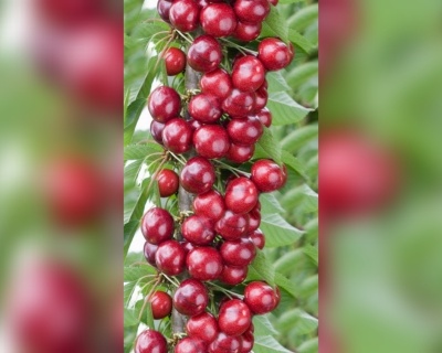 Черешня колоновидная "Хелена"