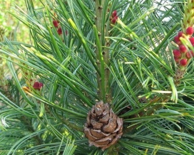 Сосна обыкновенная "Ватерери"