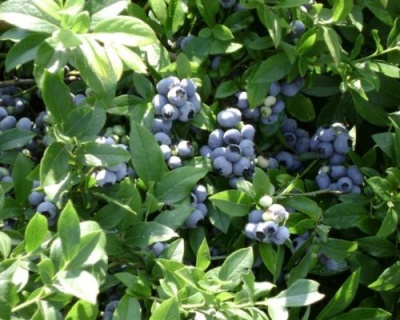 Голубика "Бонус (Bonus)"