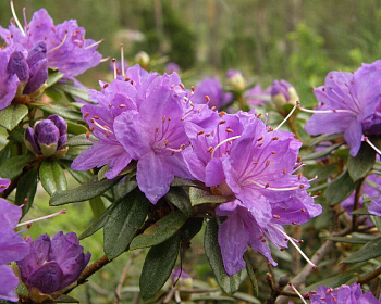 Рододендрон "Лауретта"