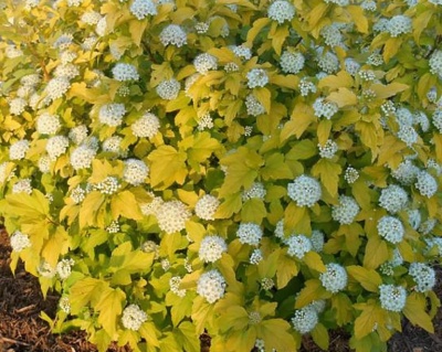 Пузыреплодник "Ауреа" (Aurea)