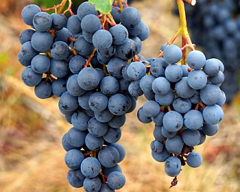 Виноград "Агат Донской"