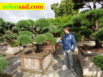 Бонсай из черной сосны