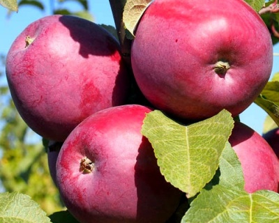 Яблоня колоновидная "Арбат"