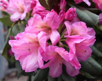 Рододендрон "Дюк оф Йорк"