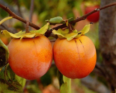 Хурма "Россиянка"