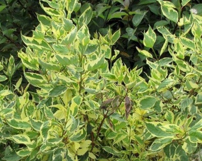 Дерен белый "Крим Крекер" (Cream Cracker)