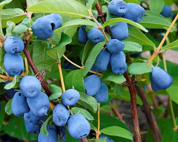 Жимолость "Лакомка"