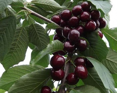 Черешня "Валерий Чкалов"