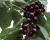 Черешня "Валерий Чкалов"