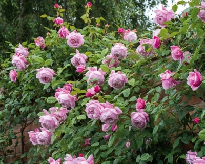 Пионовидная Роза «Спирит оф Фридом» 