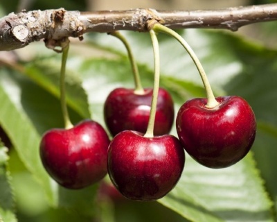 Вишня колоновидная "Королева"