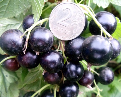 Смородина "Белорусская сладкая"