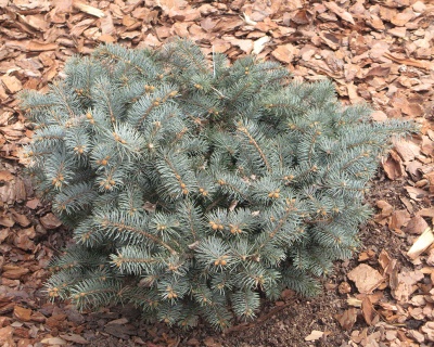 Ель колючая "Вальдбрун"