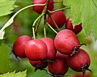Боярышник крупноплодный "Бусинг"