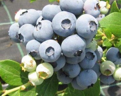 Голубика "Спартан (Spartan)"