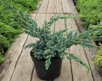 Можжевельник чешуйчатый "Мейери"