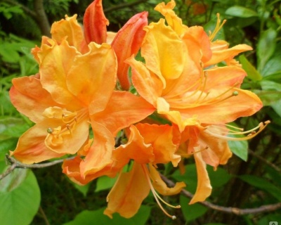 Азалия крупноцветковая "Голден Лайтс"