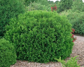 Туя западная "Хосери"