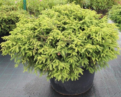 Ель обыкновенная "Нидиформис"